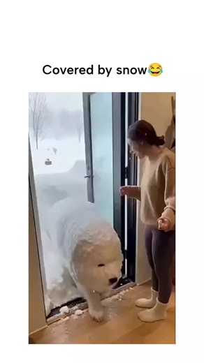 GIGGLEORBIT on Instagram: "This Instagram reel features a 10-second video of a fluffy white dog, covered in snow, entering a home through a glass door and shaking off the flakes onto a laughing woman in casual winter attire, with Arabic subtitles suggesting a surprised greeting. Shared by @amazinganiamals , a popular account for animal media, it amassed over 1.2 million views and 28,000 likes within hours, yet drew 294 replies largely decrying it as low-effort AI-generated content rather than au