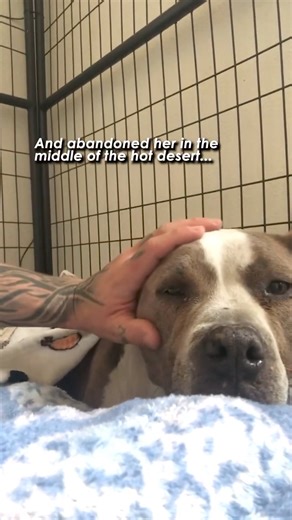 15K views · 710 reactions | Follow our page @bossfarmsfamily  Vienna was found wandering a solar field in the dead of summer during one of the worst heat waves in California history. A good Samaritan spotted her in the area after she had been dumped by breeders days earlier. Who knows how long this baby would’ve survived out there  Help support the rescue below! Venmo: @bossfarms Paypal: mission@bossfarms.com | Boss Farms | Facebook