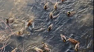 Feeding wild ducks swimming in a pond. People feed ducks in winter. Saving animals from hunger
