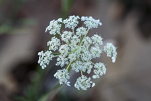 Watch online Queen Anne`S Lace with english subtitles in 1280
