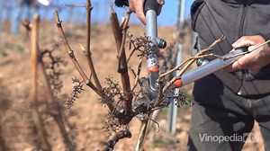 Chapter 1. Part 2. Trellis pruning.