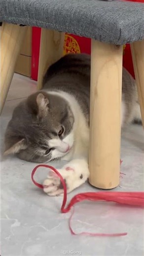 Funny to bite red string under chair#cat #pets #shorts #cute #kitten #funny #cuteanimal #cutecat
