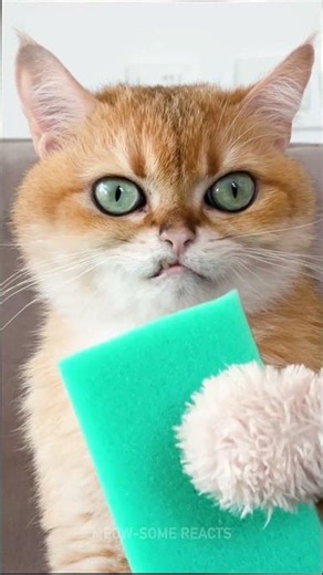Kitty's Clever Soap Sponge Trick! 🧼😻 Discover the Fun DIY Hack! 🧽✨