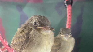 6.6K views · 1.5K reactions | This little one is a lesser known...