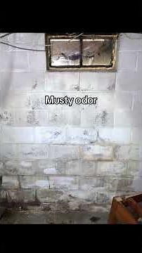 5 signs of mold in your house