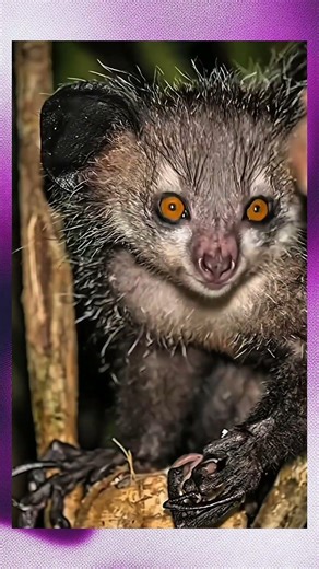 Animals That Look Fake But Are Real 😳