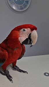 Today I was working with Griffin picking up washers and placing them in a cup. On the first attempt, he missed one. When I pointed it out, he went back and collected it. I then reset the task and told him he needed to get all of them. On the second run, he completed it perfectly. This isn’t simple obedience or mimicry. Through extensive training, parrots learn goal-based rules, not just action sequences. Griffin understands task completion as a condition, all items must be collected before the t