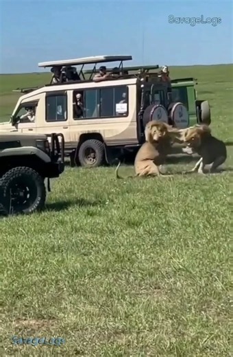 Powerful LIONS Fighting