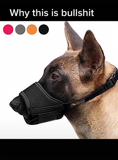 Understanding Dog Panting: How Dogs Regulate Body Temperature