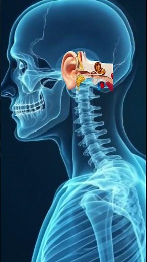 How Sound Reaches Your Brain 😱 | Human Ear Engineering।। #humanbody
