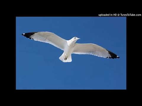 LOS GUAYABEROS - COMO UN AVE - HQ