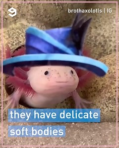drawing cute outfits for axolotls by brothaxolotls | IG | 9GAG Vibes