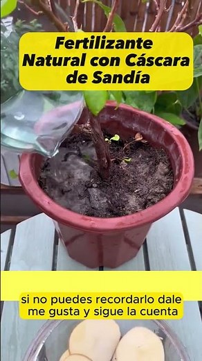 Natural Fertilizer with Watermelon Rind, Chili Insecticide and More: