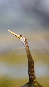 The Ever Amazing Oriental Darter Shot this beautiful beautiful bird close to the Darter point at Keoladeo National Park, Bharatpur. The bird was making weird head movements, and it was really difficult to match the camera movement with that. . #birds #birdphotography #wildlife #wildlifephotography #conservation #birding #animals #nature #naturephotography #rajasthan #india | Rohit Beniwal Photography