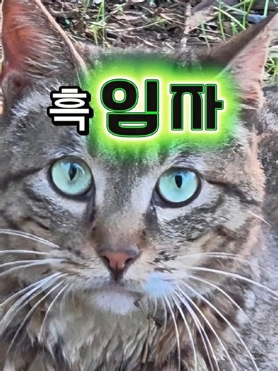에메랄드 눈빛에 빠져든다...✨ 한신공원의 요정 흑임자 고양이 '임자'