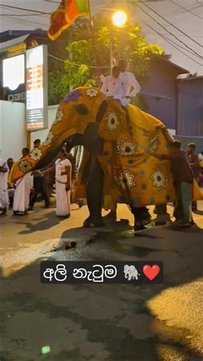 Dancing Elephant - අලි නැටුම 🐘❤️ #dancingelephant #shorts #kelanitemple #viralshorts #elephantlovers