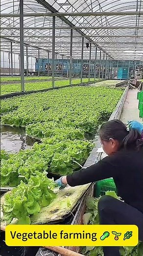Vegetable farming 🥬🌱🌿