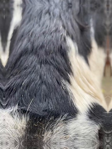 Exploring Cows and Calves in North Carolina