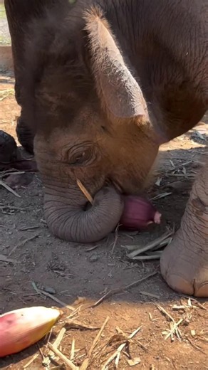 Baby Elephant: Mom’s Food Looks Better!😂 #babyelephant #cuteanimal #wildlife #shorts