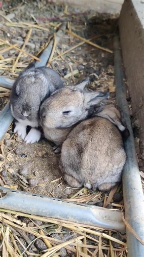 Baby Rabbit - Bunnies come out of the burrow early #animals #adorable