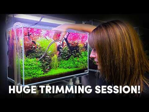 How to Trim Aquarium Plants | Rotala, Ludwigia, Bucephalandra & Cuba Carpet