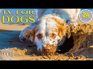 24 Hours Dog Music: Relaxing TV for Dogs + Fun Videos for Your Dog to Prevent Boredom with Dog Music