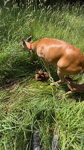 2.3M views · 10K reactions | How the babies have grown, well done Buttons, you’re the best mamma wait till the end to see them now Peanuts is a boy and we are thinking Gbaby may be a girl as there are no lil nub/antlers showing yet #trails #hiking #Cats #Dogs #HikingWithCats #ASMR #Animals #GoldenRetriever #HikingWithDogs #deer #Nature #thedodo #funny #fyp #foryou #friends #asmrsounds #asmrfood #fyp | Brown Hiking Trails | Facebook