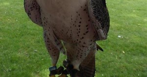 Watch Amazing Bird-Cam Video of Falcons Attacking Prey