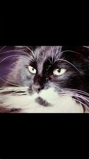 Master Gable's Body & Breath Practice =^.,.^= ❤️#cat #dog #heart #breath#mindfulness #love #life#zen