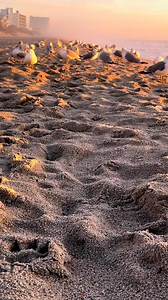 💫 Sunrise Lovers 💫 #birdsofafeather #gulls #SunriseViews #sunrise #earlyrisers #FeelGoodVibes #beachy #willets #beachscenes #scbeaches | Always Sunny In Surfside