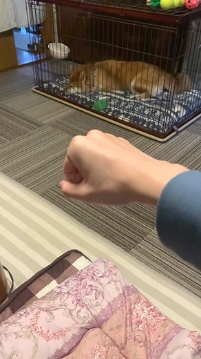柴犬ニキとのブレイキングWAON体験
