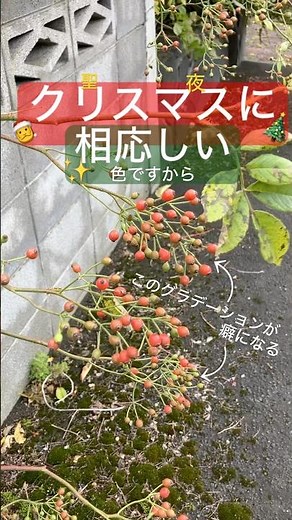 赤と緑のフュージョン #ショート #庭 #野ばら #北海道