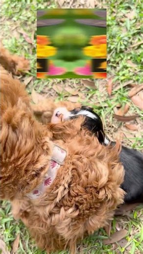 Newborn Puppies First Time Outside! 😍💯🥰 #puppy #goldendoodle #cavalierkingcharlesspaniel #cockapoo
