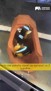 U sławnego Nemo to kobitka dominuje :) Patryk opowiada o rozmnażaniu błazenków🐟 | ZOO Łódź