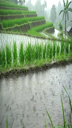 Relaxing Rain ASMR Sleep & Focus