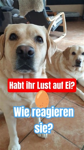 ⚠️🤔 How do they react? 🥚 Do you fancy an egg? 🥚 Their facial expression says it all 😂 #labrador
