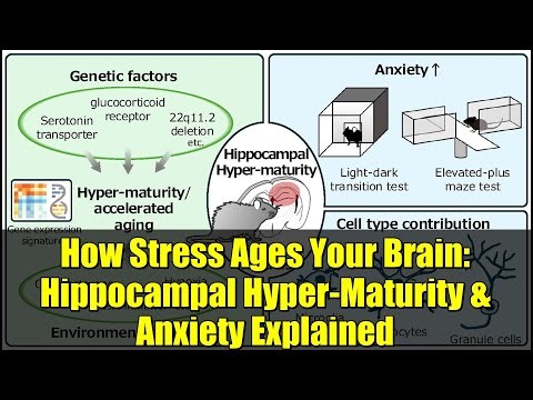 How Stress Ages Your Brain: Hippocampal Hyper-Maturity & Anxiety Explained