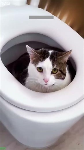 Alien Cat cries like a human - Internet Famous 😹 Meme Cat!