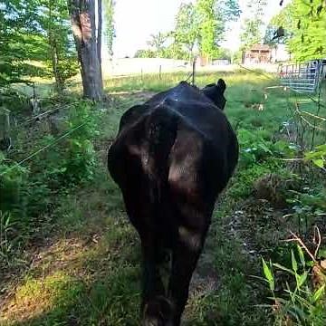 Herding the Cows to the Next Pasture! #regenerativeagriculture #cow