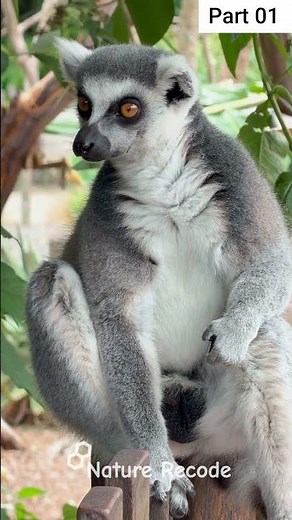 The Secret Life of the Lemur: Madagascar’s Most Mysterious Primate #viral