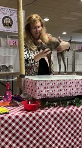 The Cornish Rex is a study in curves, with curly coat, curved...