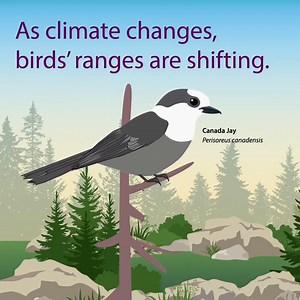 On this National Bird Day, we’re taking a moment to look skyward - even in the heart of winter. ❄️🐦 As our climate continues to change, 1 in 4 bird species found in Parks Canada places may need to find a new home by 2050. This map shows how rising temperatures could affect the Canada jay’s summer range in the years ahead. We’re proud to work alongside partners to help birds and other wildlife adapt in a changing climate - in every season. 🌎 Learn more: https://parks.canada.ca/nature/science/cl