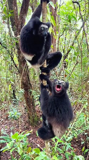 Zoboomafoo #animal #documentary #mokey #zoboomafoo #interesting #nature | Animal tracker