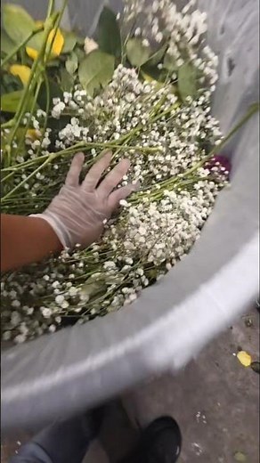 The fleeting grace of faded petals. Wasted Gypsophila flowers, widely known as Baby's Breath #flower