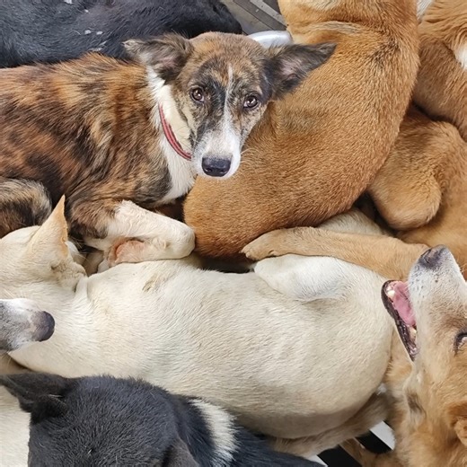 Thanks to the City Veterinarian's Office, which granted us access, and Kuya John Pet Transport Services , the most reliable and affordable pet delivery service in Mindanao, we have been able to save the lives of many dogs, by getting them adopted all over the Davao region. However, we are no longer able to keep up with the pace at which stray dogs are rounded up, and conditions at the pound are very cramped and difficult for the dogs. Time is running out. We urgently need to buy a vehicle in ord