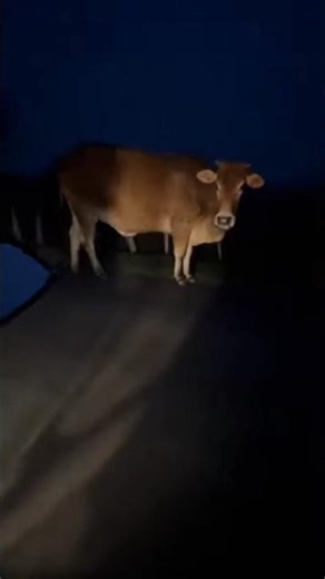 Monster Cow caught on camera 🤯 #horror #creepy #horrorshorts