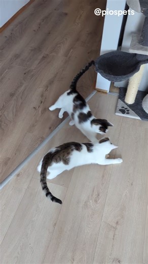 They can be so derpy sometimes