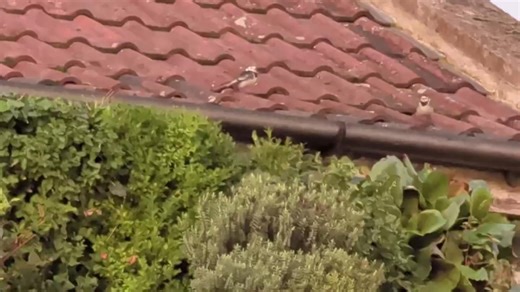 Here’s a lovely video of pied wagtails roosting in our green wall. We took care during the recent trim, and we’re happy to see the wagtails have stayed. A familiar sight in towns and cities, pied wagtails can often be seen darting across lawns, roads and car parks, constantly wagging their long tails. They mainly eat insects but will also feed on seeds — and even scraps of food — during the winter months. They flock together at warm roost sites like reedbeds, and sewage works or trees, bushes in