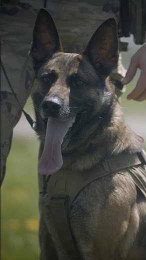 31K Military Working Dog Handler | Army National Guard Jobs