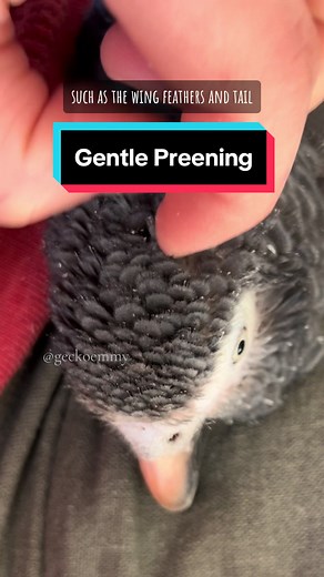 Gentle Feather Preening with Wee Bird | Parrot Preening Guide